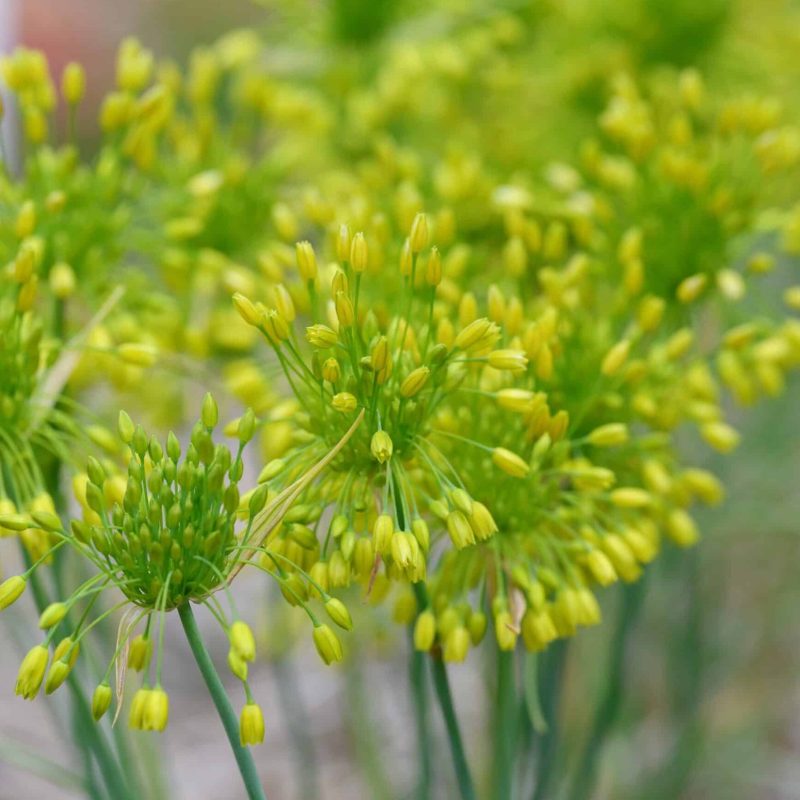 Løgbutikken Allium chloranthum 'Yellow Fantasy' Prydløg
