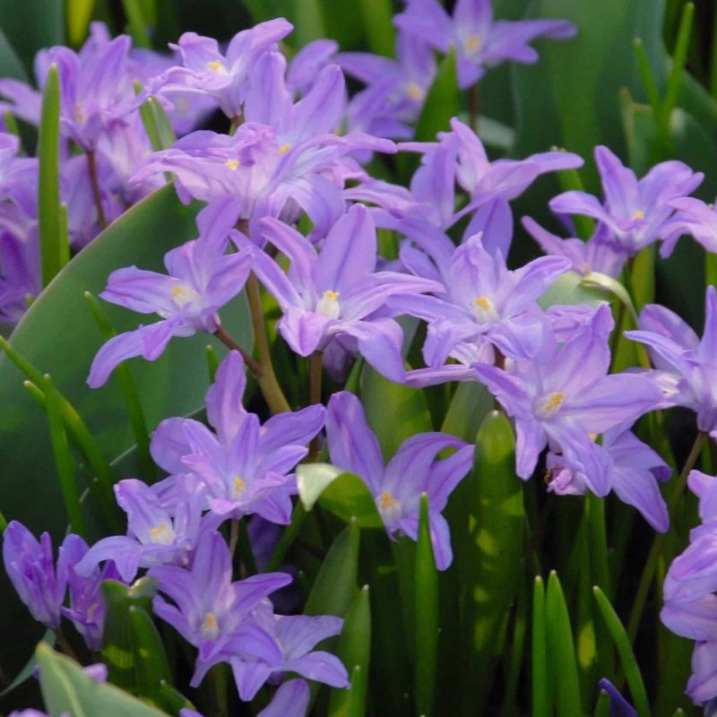Løgbutikken Chionodoxa luciliae ‘Violet Beauty’ Snepryd