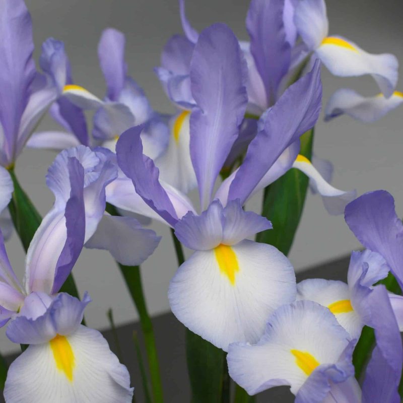 Løgbutikken Iris hollandica 'Claires Delight' Iris