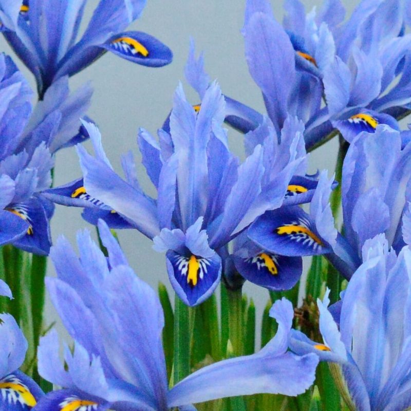 Løgbutikken Iris reticulata 'Alida' Våriris