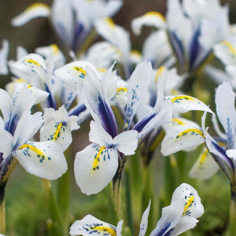 Løgbutikken Iris reticulata 'Eyecatcher' Våriris iris