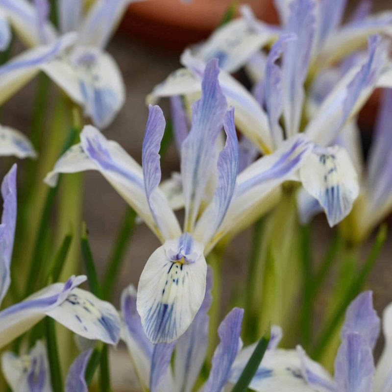 Løgbutikken Iris reticulata 'Painted Lady' Våriris Iris