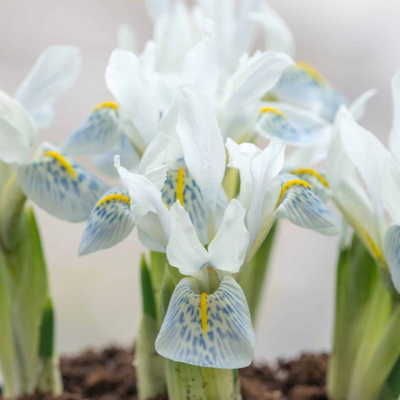 Løgbutikken Iris reticulata 'Polar Ice' Våriris iris