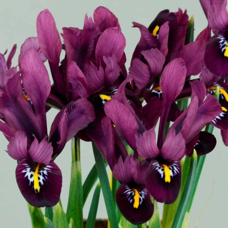 Løgbutikken Iris reticulata 'Rejoice' Våriris Iris