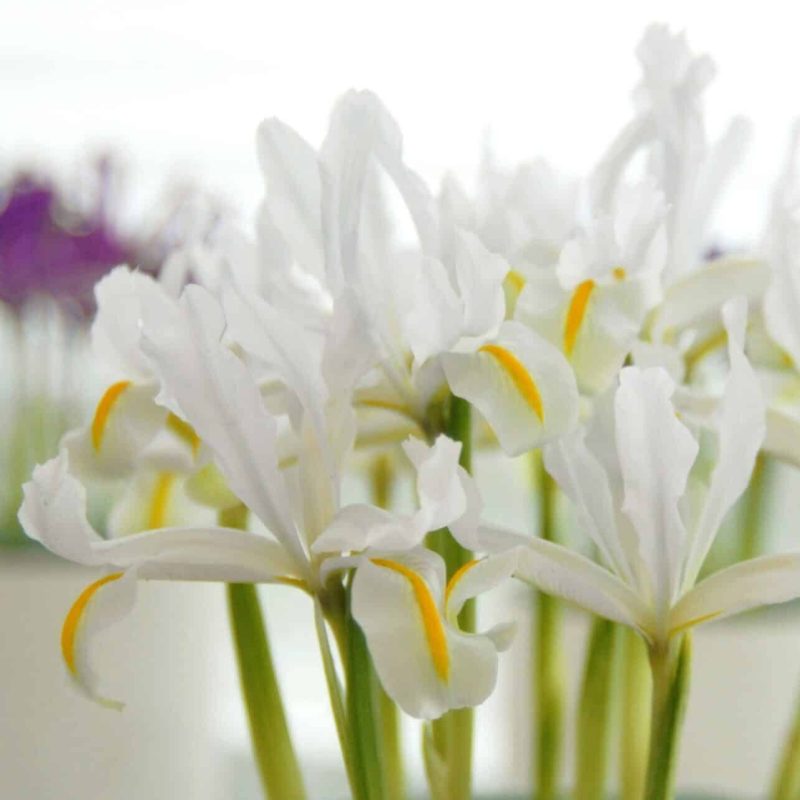 Løgbutikken 'Iris reticulata 'White Caucasus' Våriris Iris