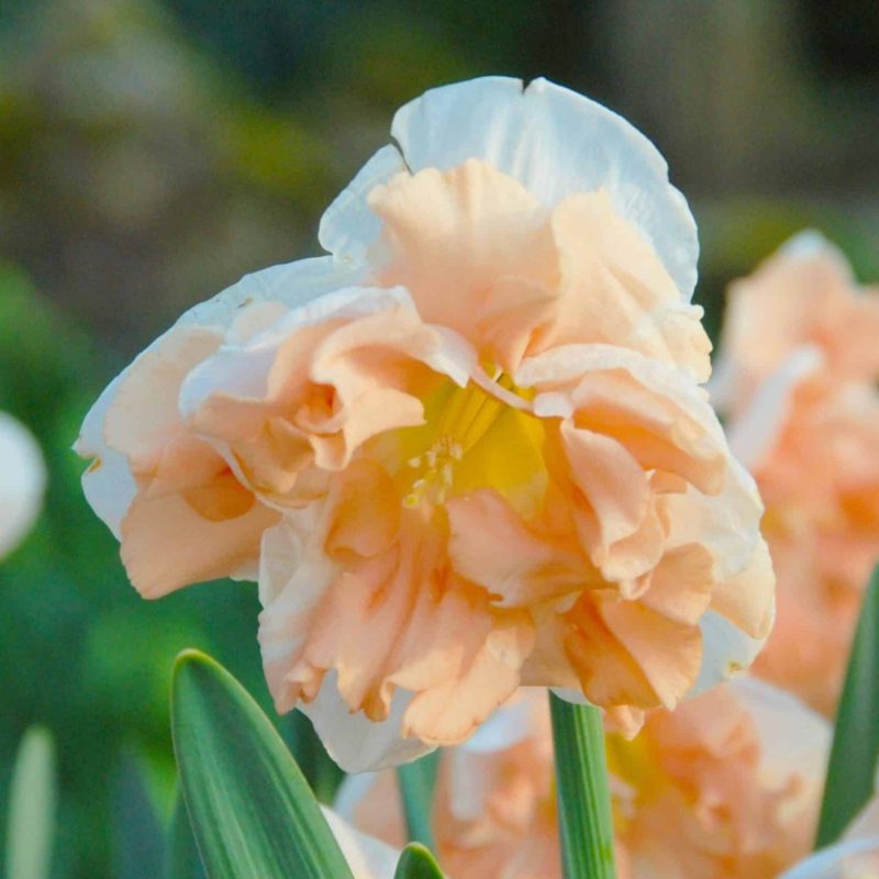 Løgbutikken Narcissus 'Apricot Whirl' Påskeliljer