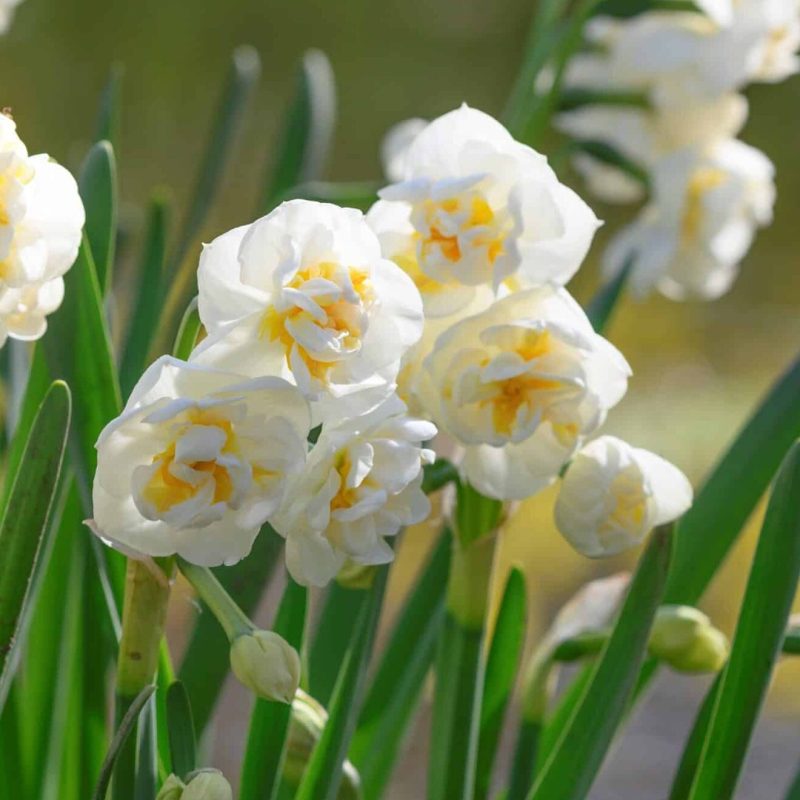 Løgbutikken Narcissus 'Bridal Crown' Påskeliljer