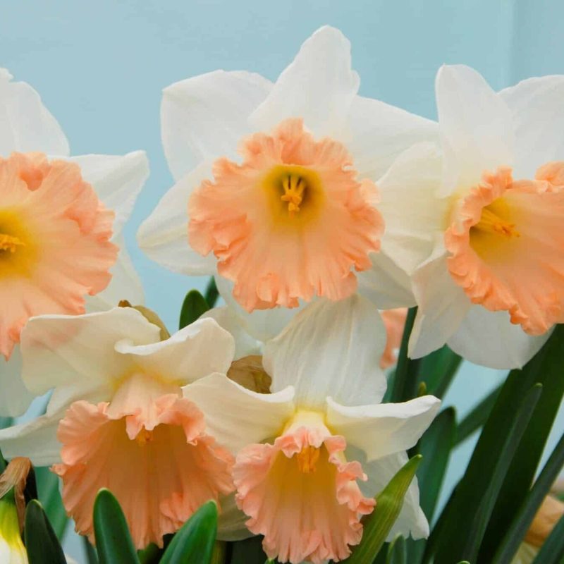 Løgbutikken Narcissus 'British Gamble' Påskeliljer