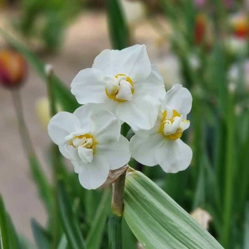 Løgbutikken Narcissus 'Cheerfulness' Påskeliljer