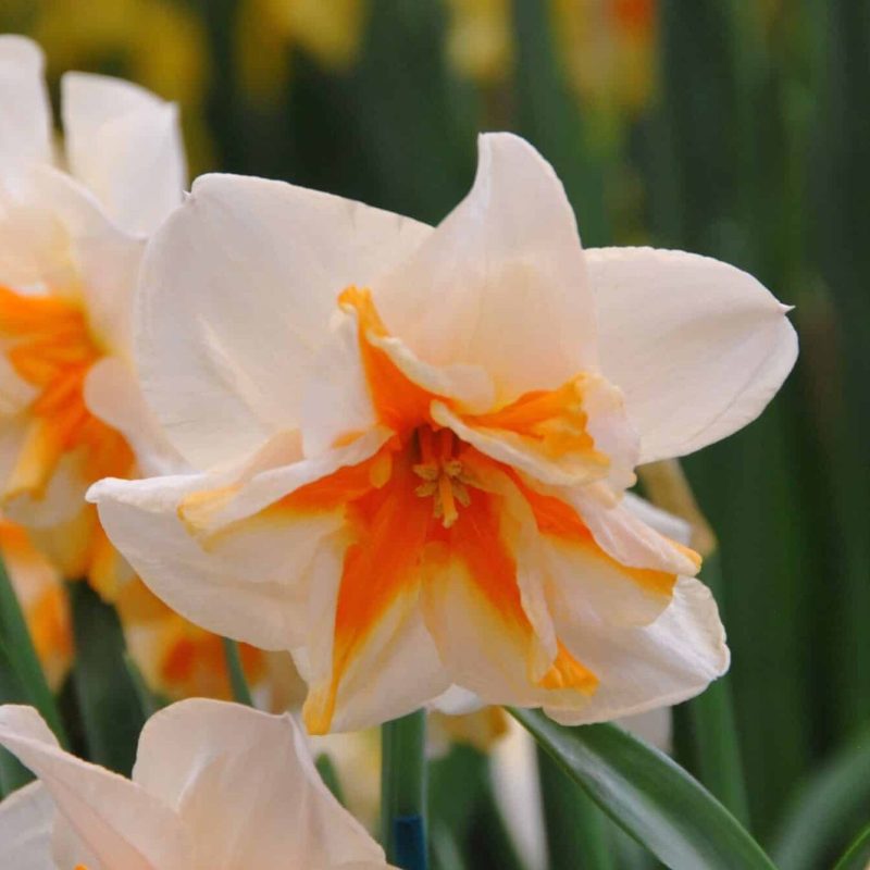 Løgbutikken Narcissus 'Delta' Påskeliljer