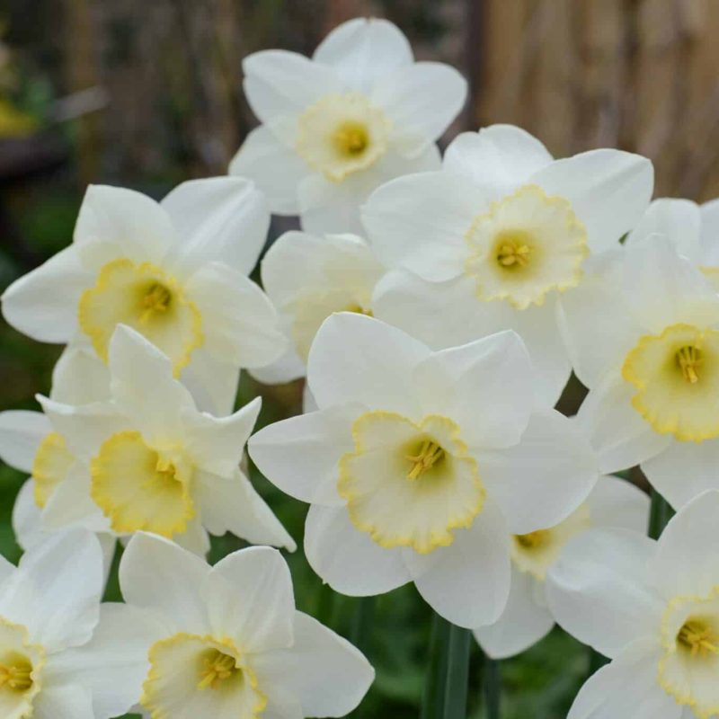 Løgbutikken Narcissus 'Frosty Snow' Påskeliljer