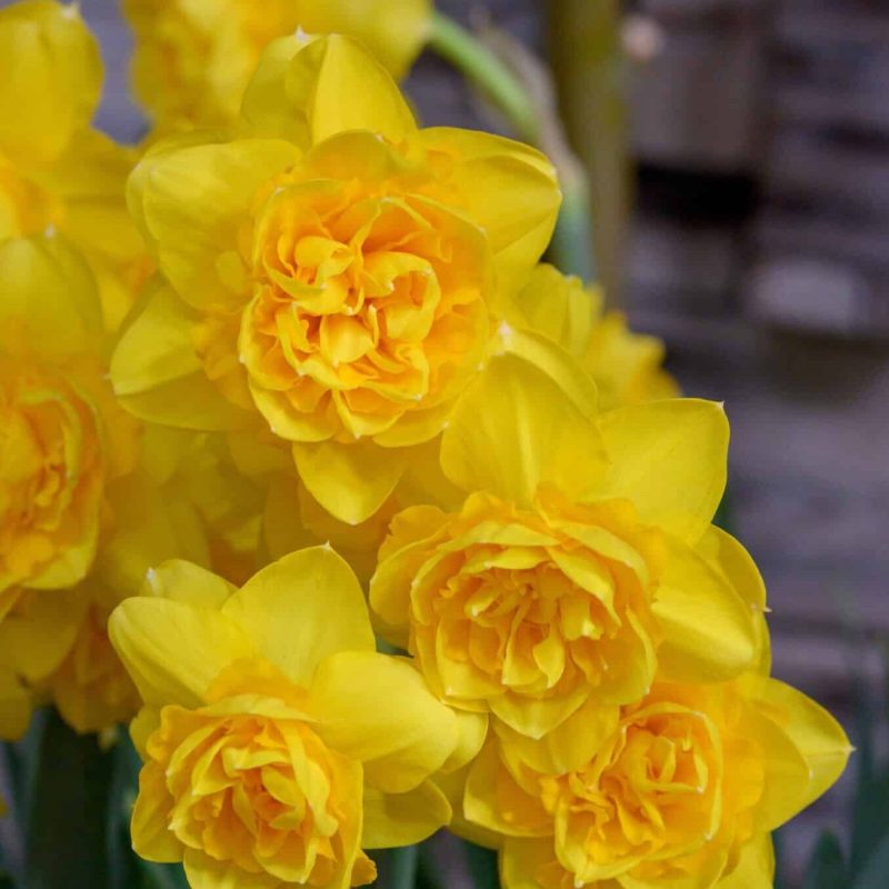 Løgbutikken Narcissus 'Heamoor' Påskeliljer