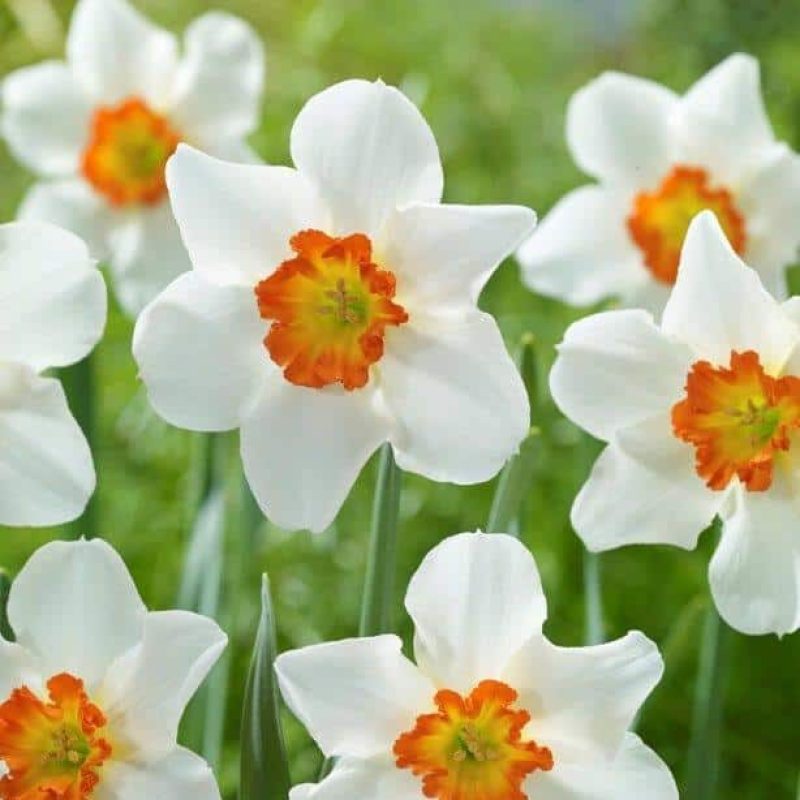 Løgbutikken Narcissus 'June Allyson' Påskeliljer