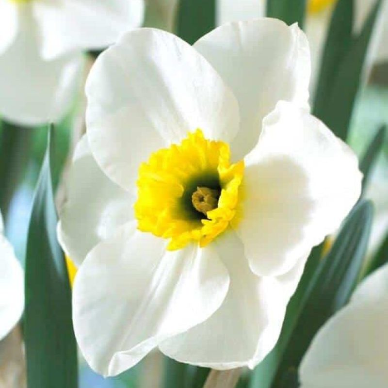 Løgbutikken Narcissus 'Lancaster' Påskeliljer