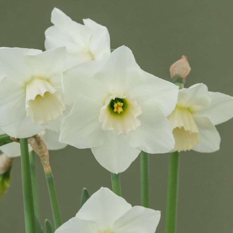 Løgbutikken Narcissus 'Misty Glen' Påskeliljer
