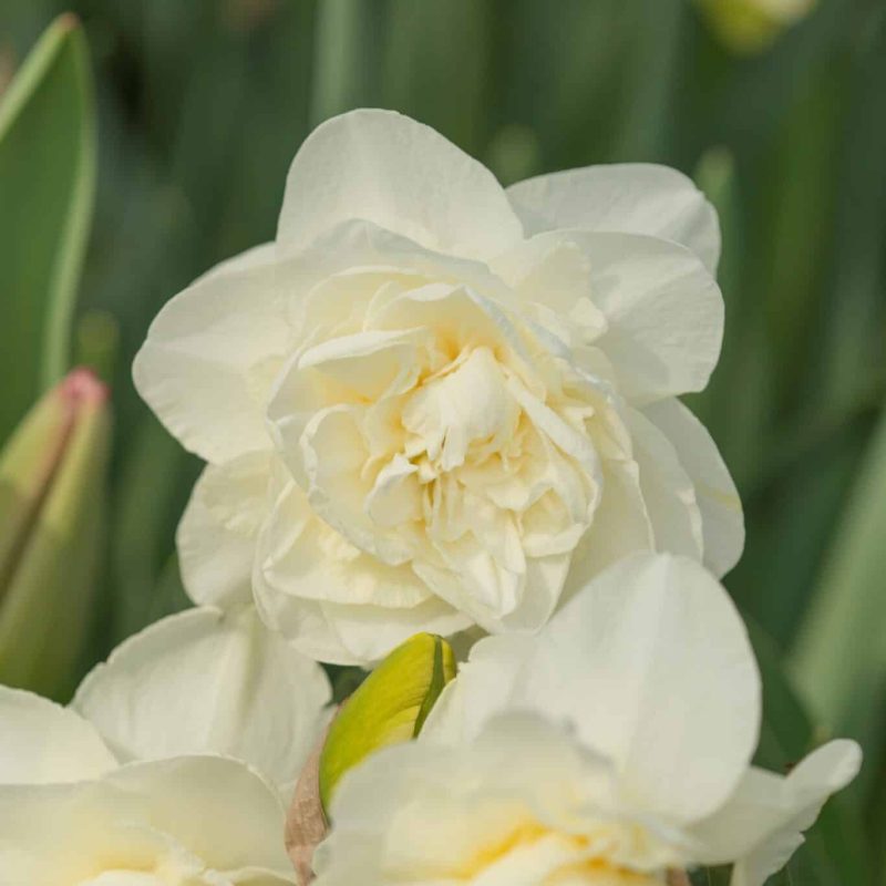 Løgbutikken Narcissus 'Obdam' Påskeliljer