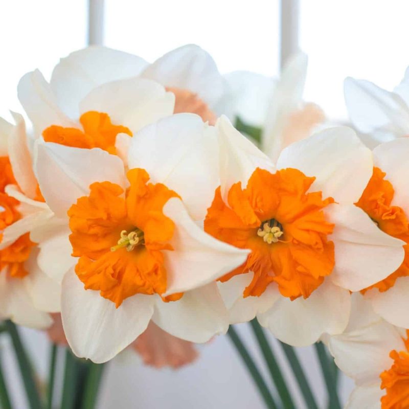 Løgbutikken Narcissus 'Parisienne' Påskeliljer