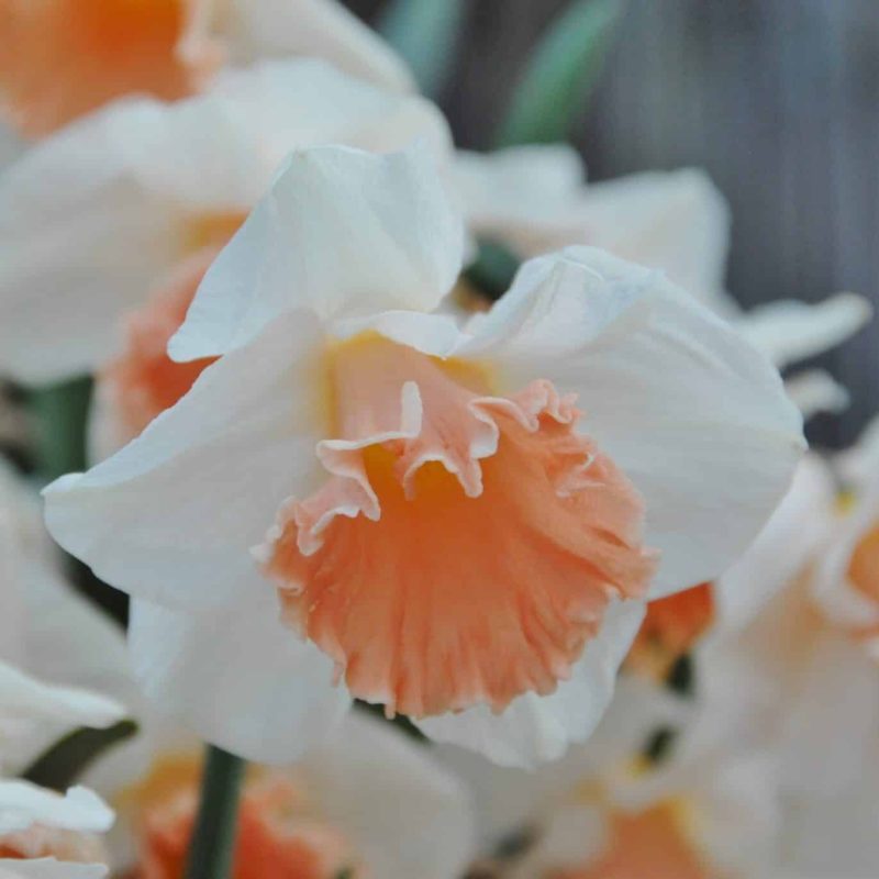 Løgbutikken Narcissus 'Pink Parasol' Påskeliljer