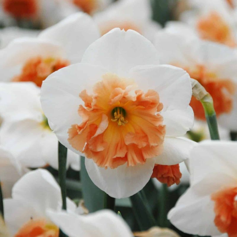Løgbutikken Narcissus 'Precocious' Påskeliljer