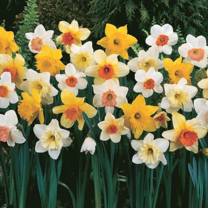 Løgbutikken Narcissus Storkronet 'Mix' Påskeliljer