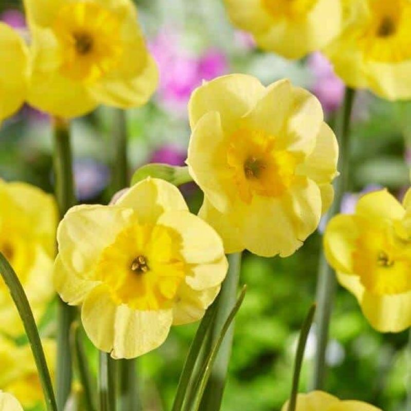 Løgbutikken Narcissus 'Sun Disc' Påskeliljer