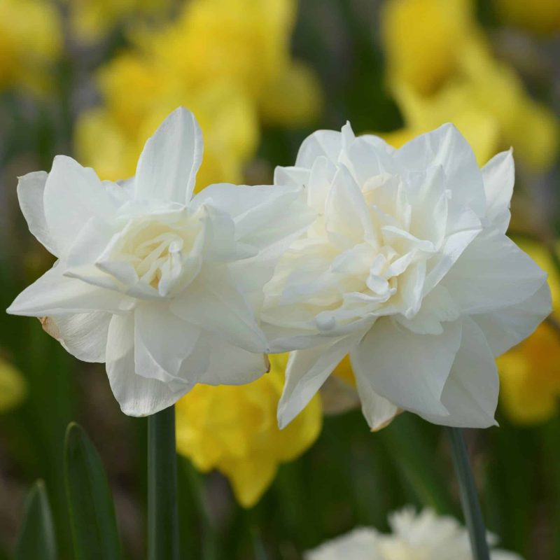 Løgbutikken Narcissus 'White Medal' Påskeliljer