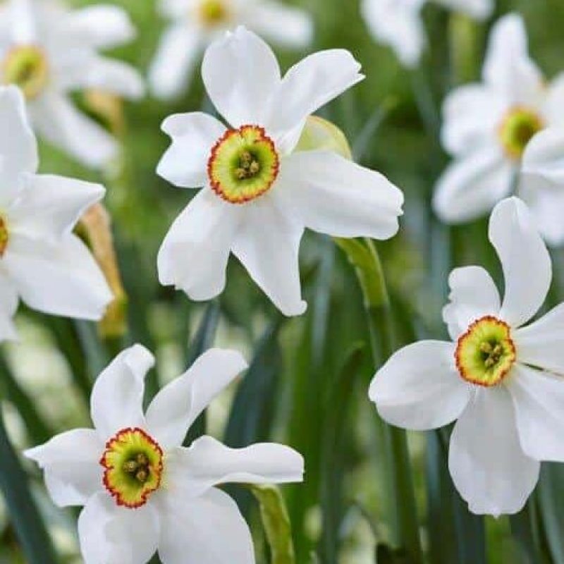 Løgbutikken Narcissus poeticus recurvus 'Pheasant's Eye' Pinseliljer