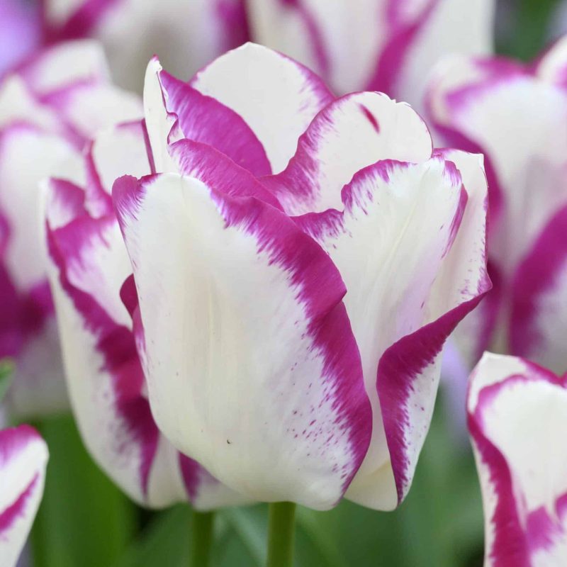 Løgbutikken Tulipan 'Affaire' Tulipaner Triumph