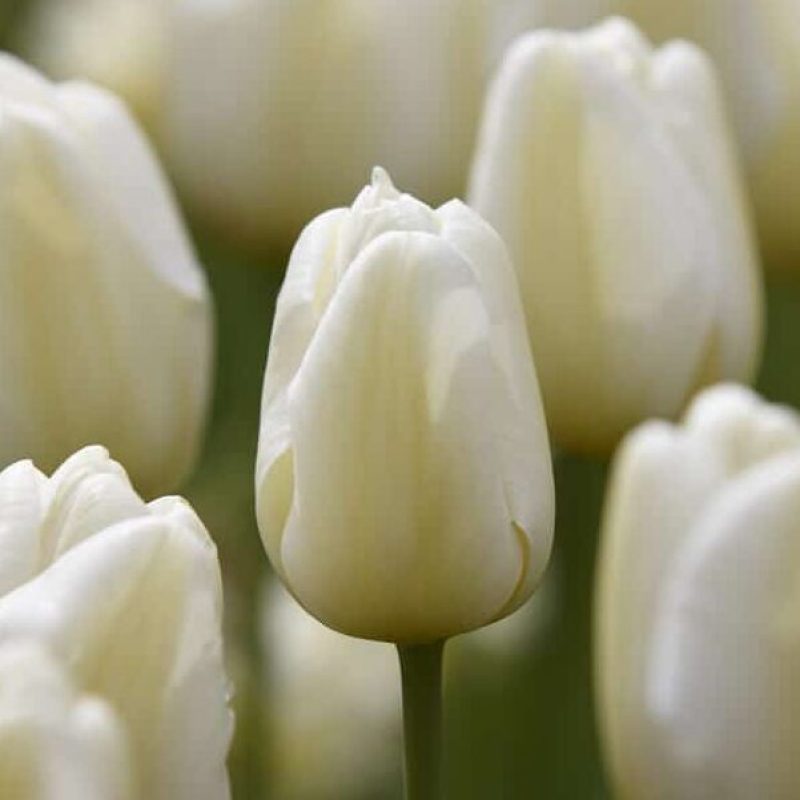 Tulipa Angels Wish