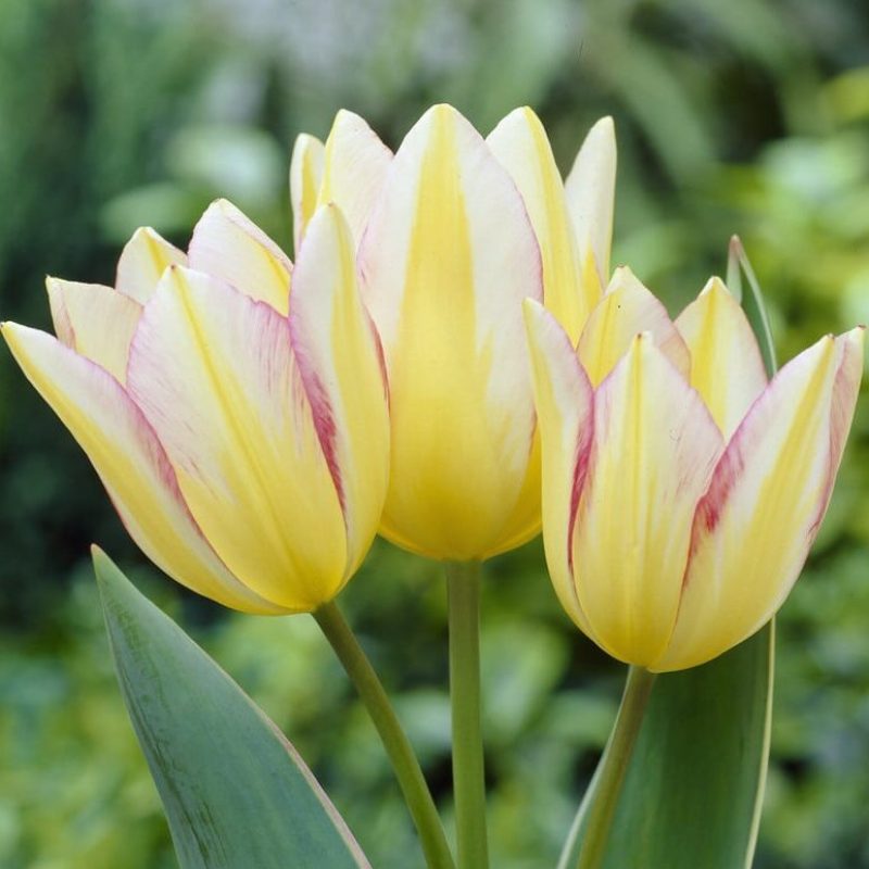 Tulipa Antoinette ®