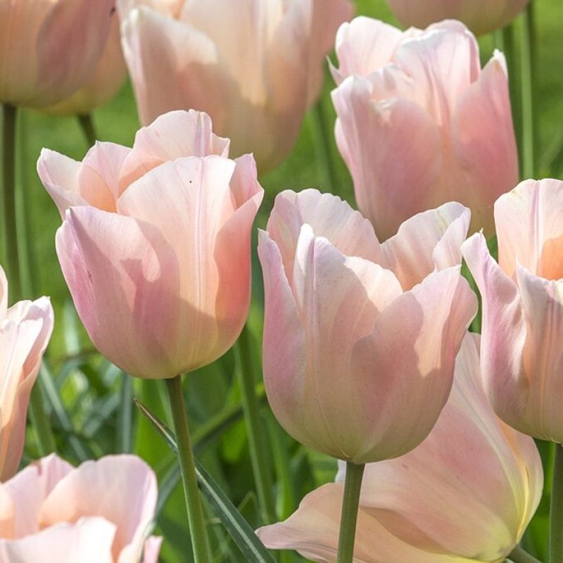 Løgbutikken Tulipan 'Apricot Beauty' Tulipaner Enkel Tidlig