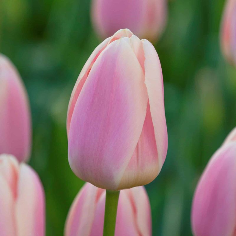 Løgbutikken Tulipan 'Apricot Delight' Tulipaner Darwin