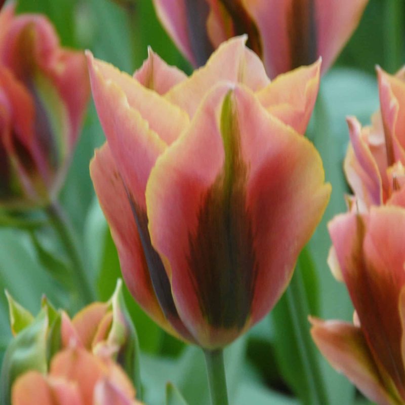 Løgbutikken Tulipan 'Artist' Tulipaner Viridiflora