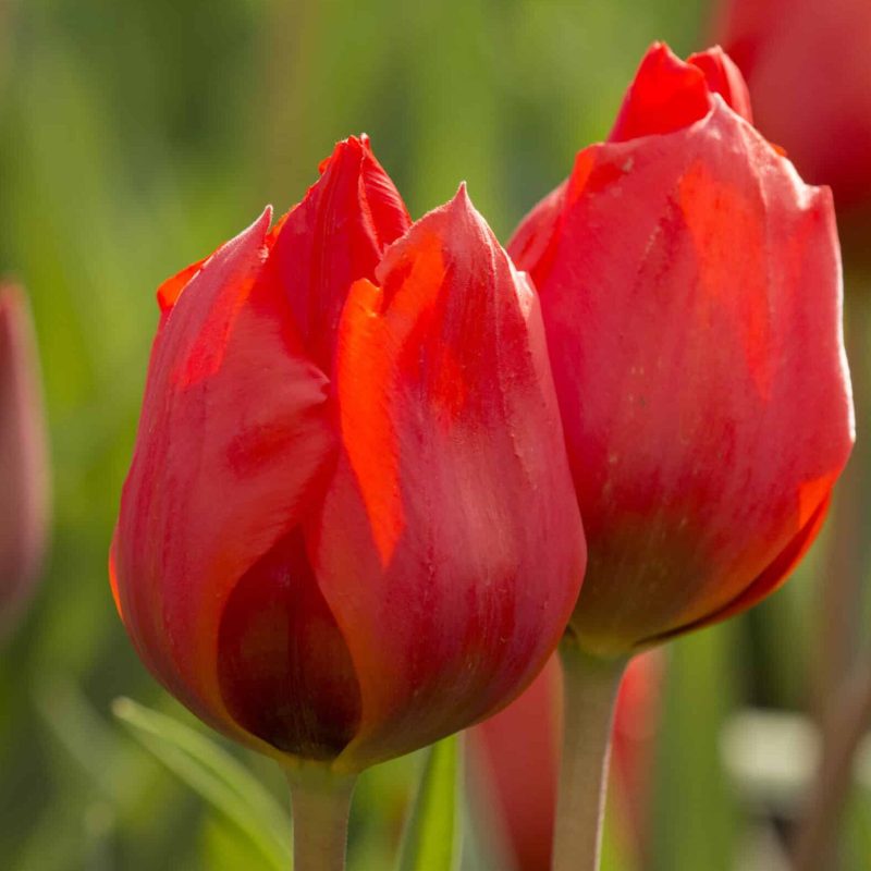 Løgbutikken Tulipan 'Bernadette' Tulipaner Botaniske