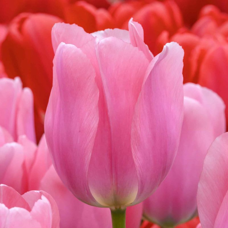 Løgbutikken Tulipan 'Big Love' Tulipaner Darwin