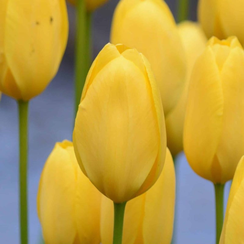 Løgbutikken Tulipan 'Big Smile' Tulipaner Enkel Sen
