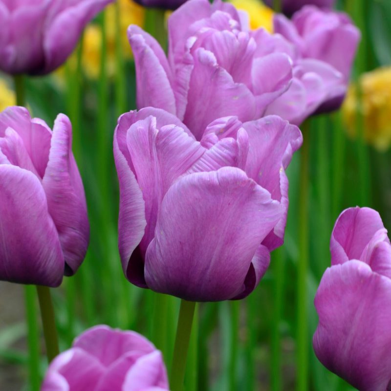 Løgbutikken Tulipan 'Blue Aimable' Tulipaner Enkel Sen