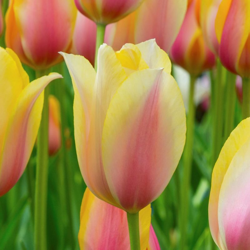 Løgbutikken Tulipan 'Blushing Lady' Tulipaner Enkel Sen