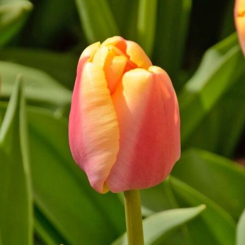 Løgbutikken Tulipan 'Bronze Pride' Tulipaner Darwin