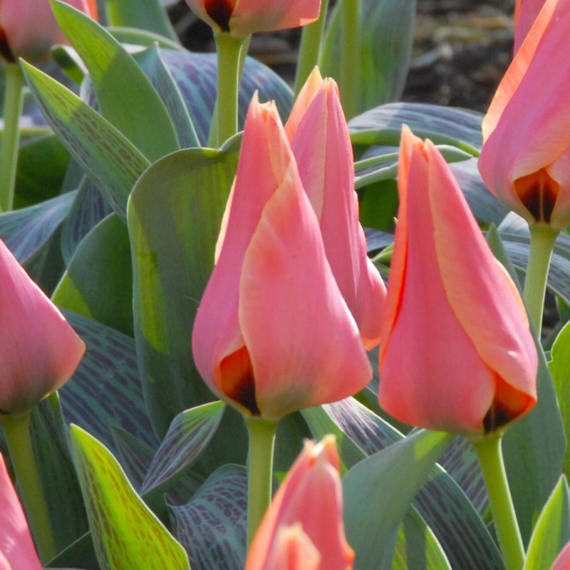 Løgbutikken Tulipan 'Calypso' Tulipaner Greigii