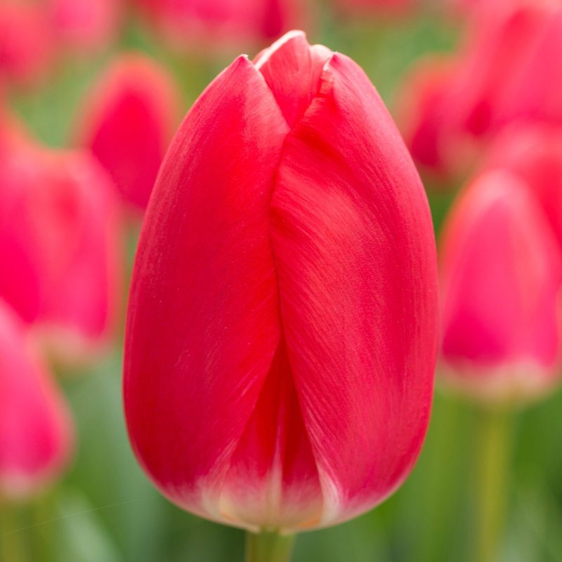 Løgbutikken Tulipan 'Cherry Delight' Tulipaner Darwin