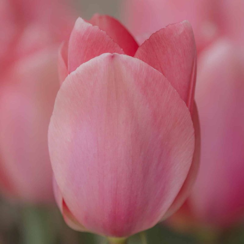 Løgbutikken Tulipan 'Christmas Pink' Tulipaner Triumph