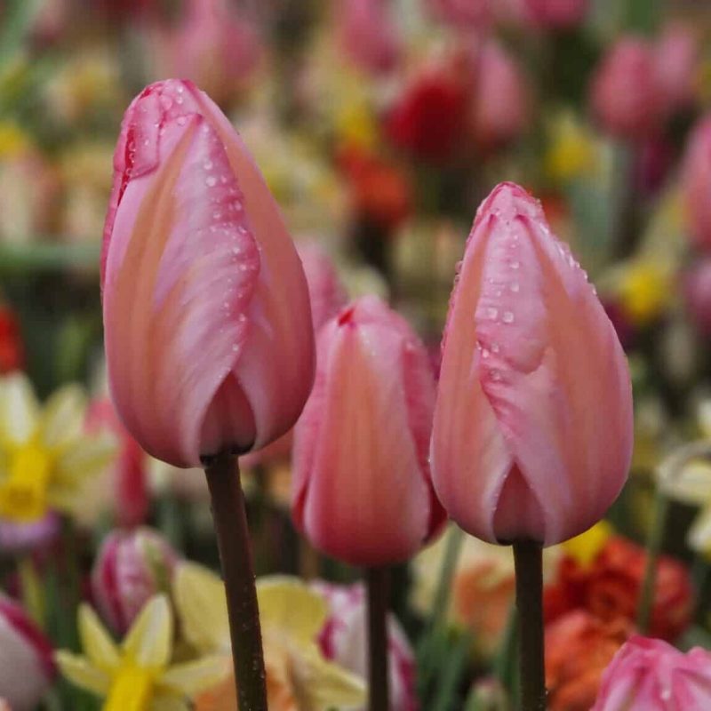 Løgbutikken Tulipan 'Design Impression' Tulipaner Darwin