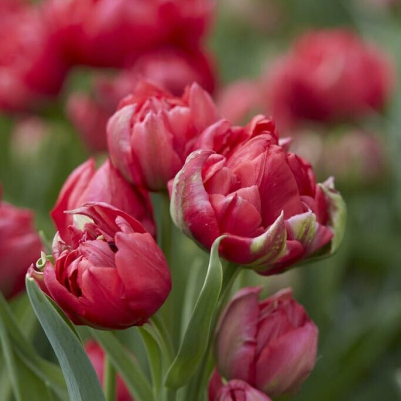 Tulipa Estatic