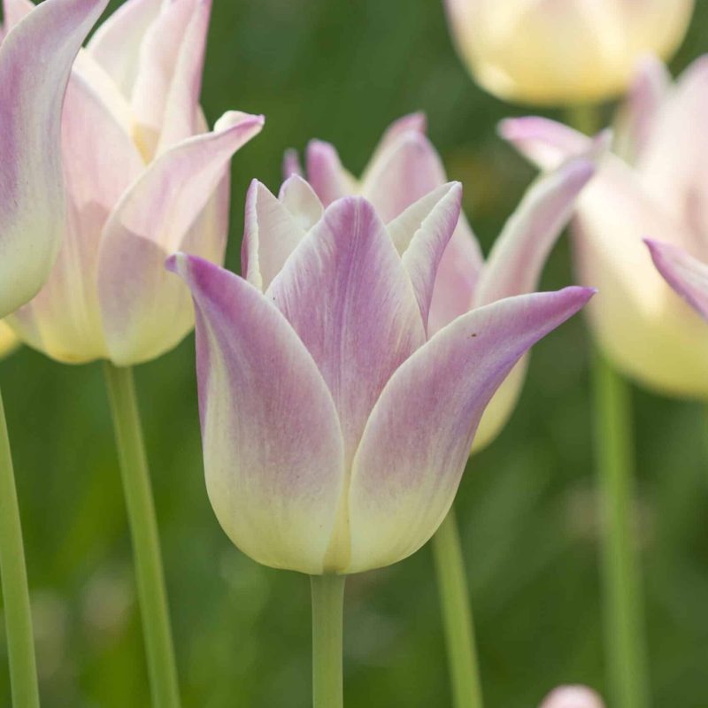 Løgbutikken Tulipan 'Elegant Lady' Tulipaner Liljeblomstrende