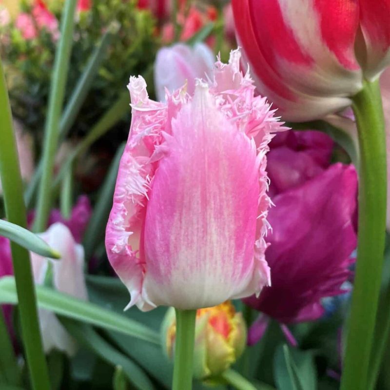 Løgbutikken Tulipan 'Fancy Frills' Tulipaner Frynsede
