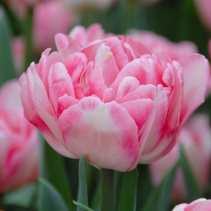 Løgbutikken Tulipan 'Foxtrot' Tulipaner Dobbelt Tidlig