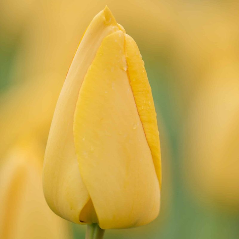 Løgbutikken Tulipan 'Golden Parade' Tulipaner Darwin