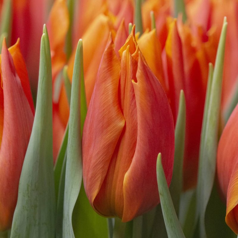 Løgbutikken Tulipan 'Greetje Smit' Tulipaner Liljeblomstrende