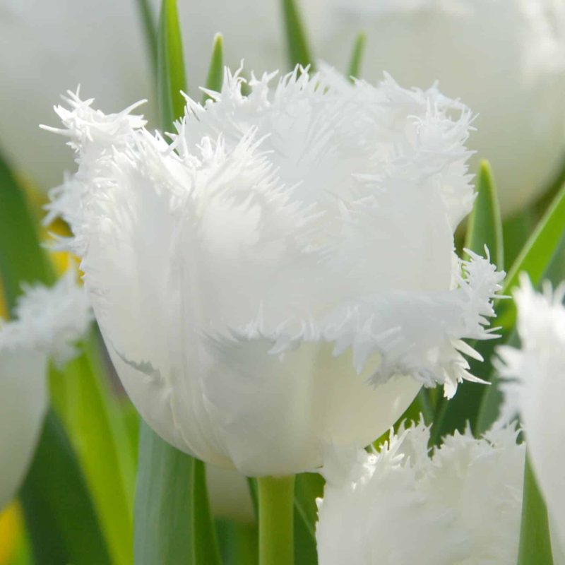 Løgbutikken Tulipan 'Honeymoon' Tulipaner Frynsede